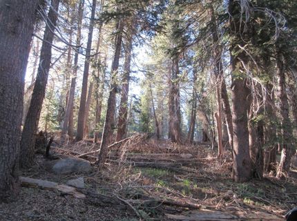 175 Silver Tip Drive, Bear Valley, CA 95223 Photo