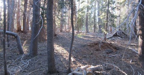 175 Silver Tip Drive, Bear Valley, CA 95223 Photo