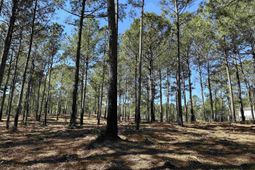 Lot 6 - Tbd Old Camp Ln. photo 4