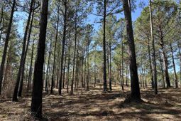 Lot 6 - Tbd Old Camp Ln. photo 4