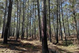 Lot 6 - Tbd Old Camp Ln. photo 4