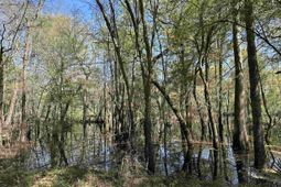 Lot 6 - Tbd Old Camp Ln. photo 4