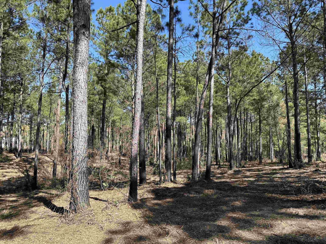 Lot 6 - Tbd Old Camp Ln. Photo 7