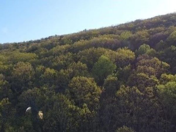 172 Trailwood Drive, Ellijay, GA 30540