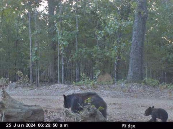 000 County Road 630, Gainesville, MO 65655