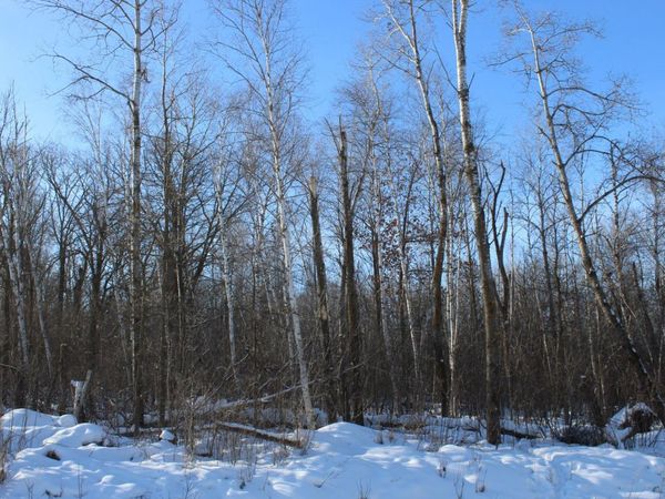 9xxx 200th Street, Milaca, MN 56353