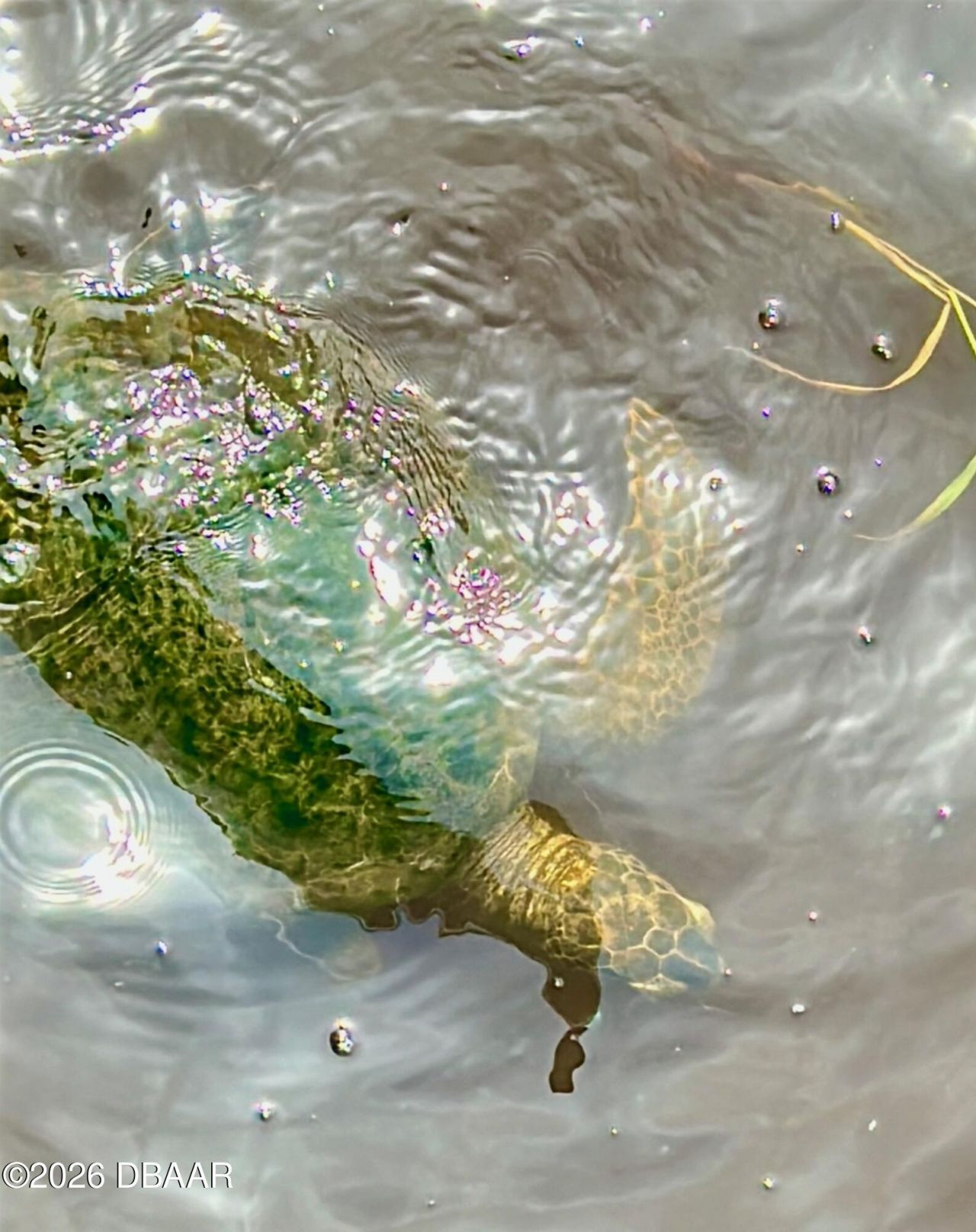 130 Reef Road, South Daytona, FL 32119 Photo