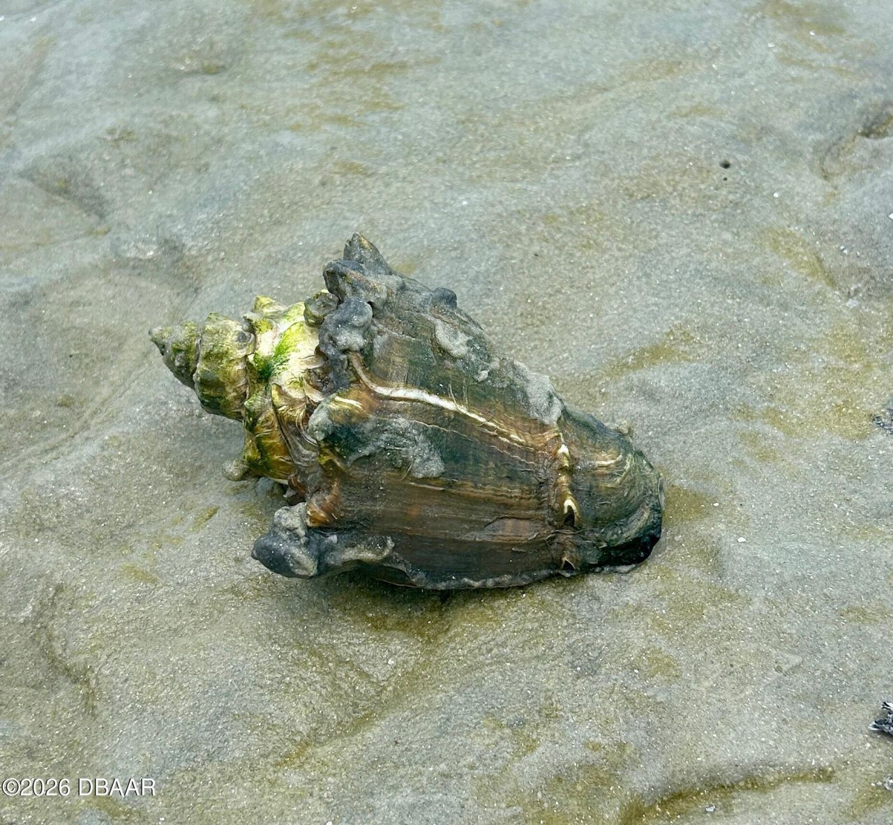 130 Reef Road, South Daytona, FL 32119 Photo