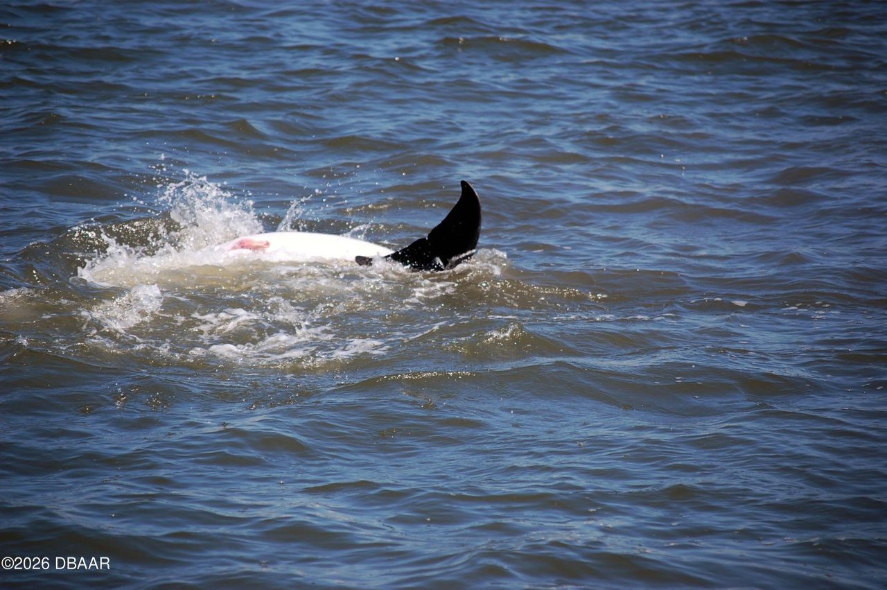 130 Reef Road, South Daytona, FL 32119 Photo