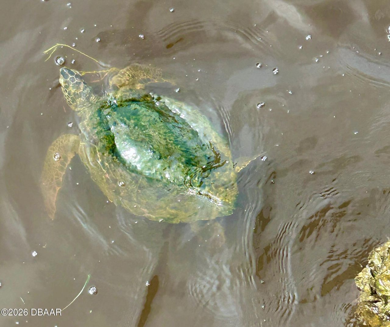 130 Reef Road, South Daytona, FL 32119 Photo