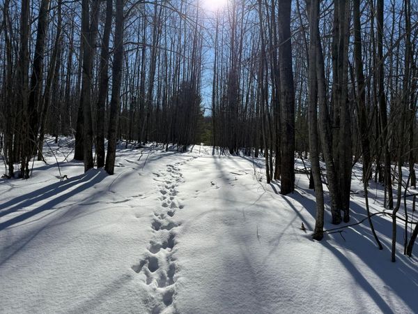 V/L 19.92A King Road, Black River, MI 48721