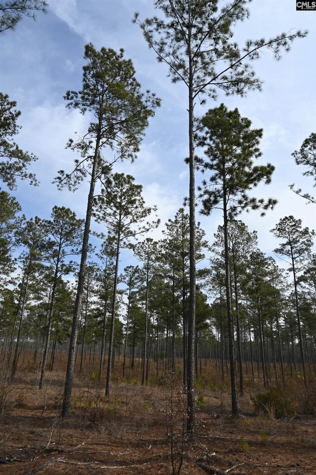 622 Pickett Thomas Road  Photo 18