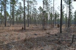 622 Pickett Thomas Road  photo 4