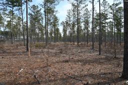 622 Pickett Thomas Road  photo 4