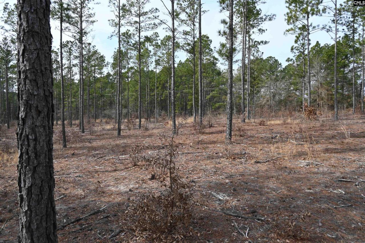 622 Pickett Thomas Road  Photo 7