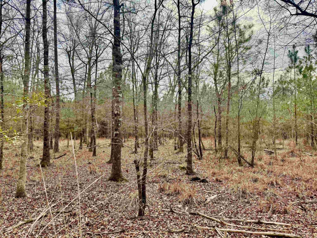 106.6 Acres-tbd Highway 52 Photo 27