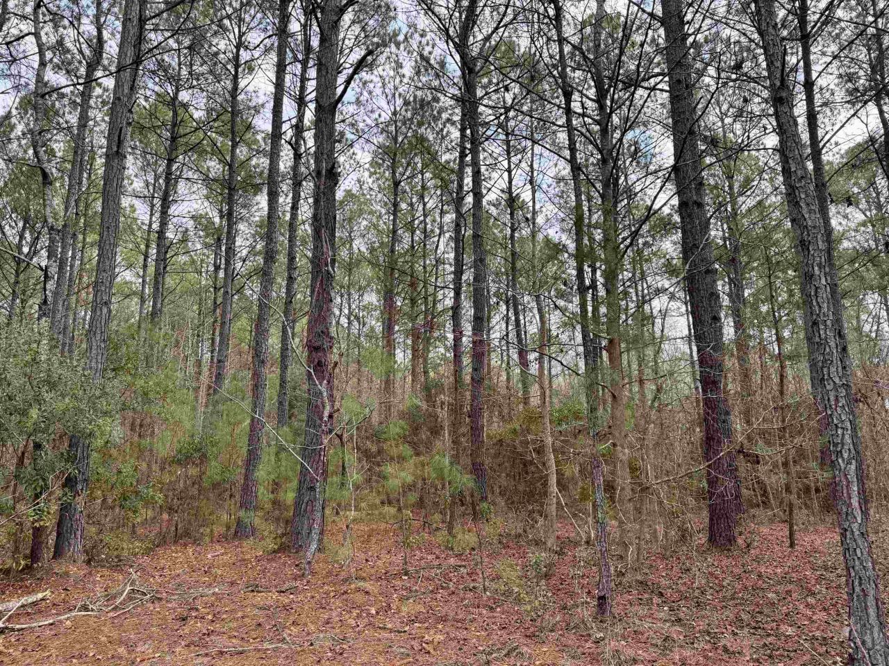 106.6 Acres-tbd Highway 52 Photo 34