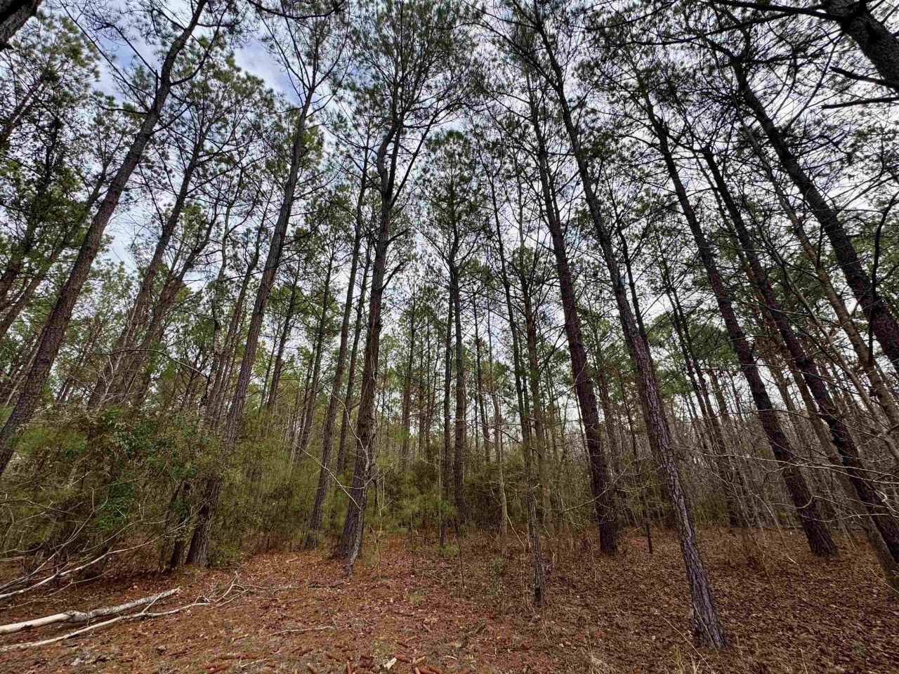 106.6 Acres-tbd Highway 52 Photo 35