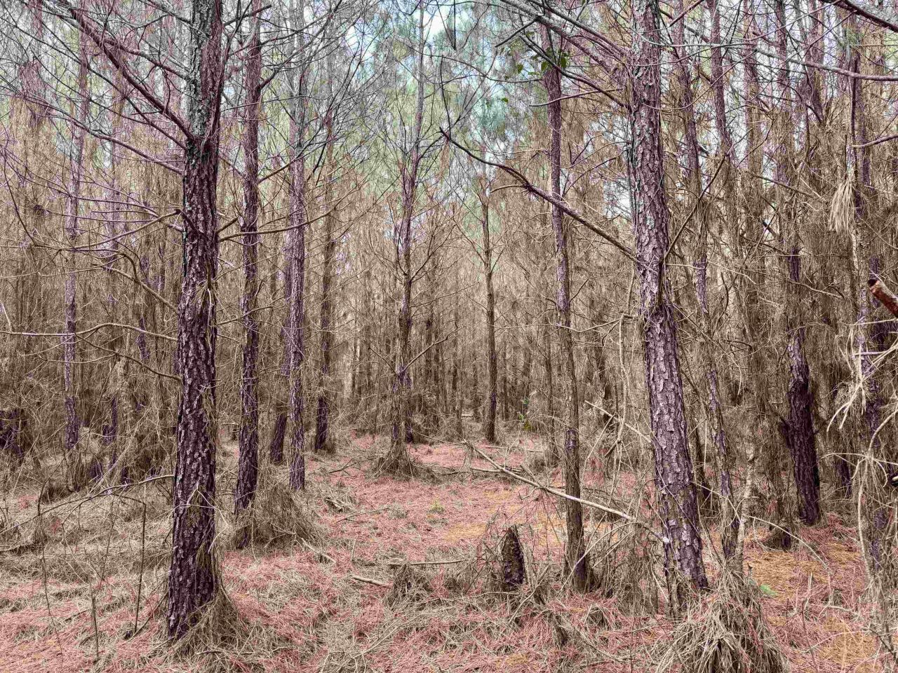 106.6 Acres-tbd Highway 52 Photo 5