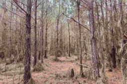 106.6 Acres-tbd Highway 52 photo 4