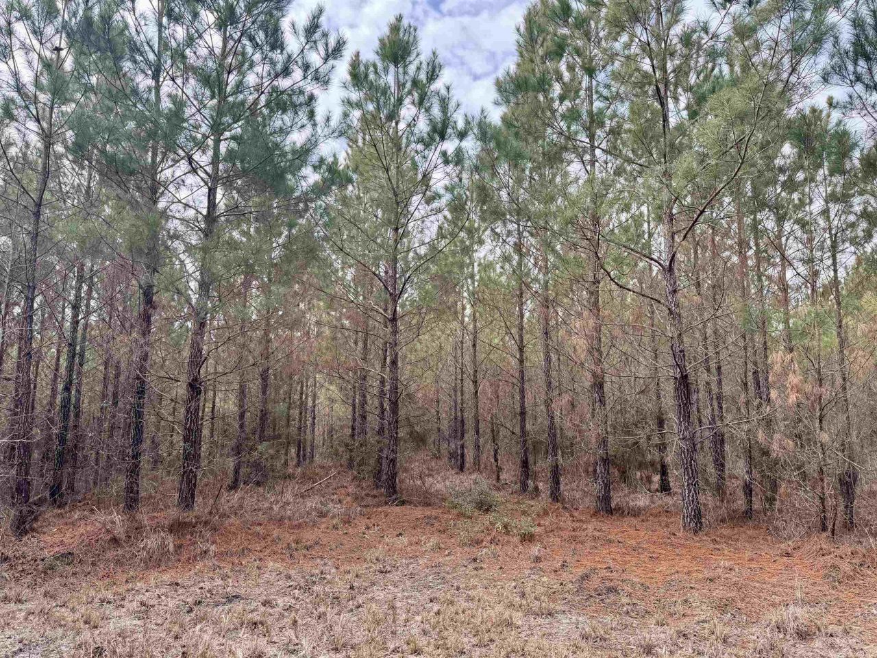 106.6 Acres-tbd Highway 52 Photo 6