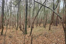 Tbd Colonels Circle photo 4