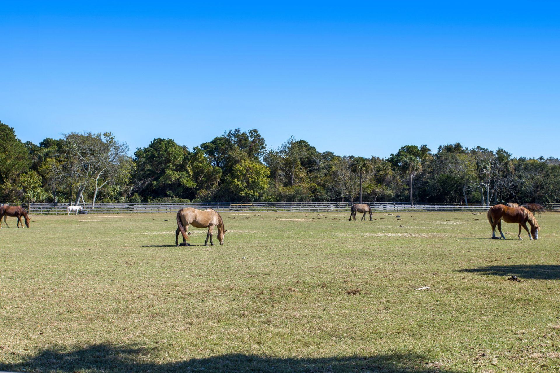 2413 Racquet Club Drive Photo 43