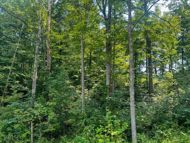 603 Fairgreens Road, Jackson, OH 45640 Photo 24