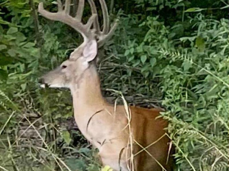 603 Fairgreens Road, Jackson, OH 45640 Photo 28