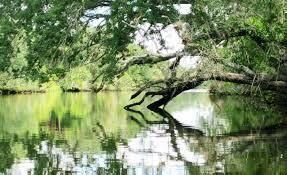 738 SW Ravenswood Lane, Port Saint Lucie, FL 34983 Photo