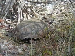 738 SW Ravenswood Lane, Port Saint Lucie, FL 34983 Photo