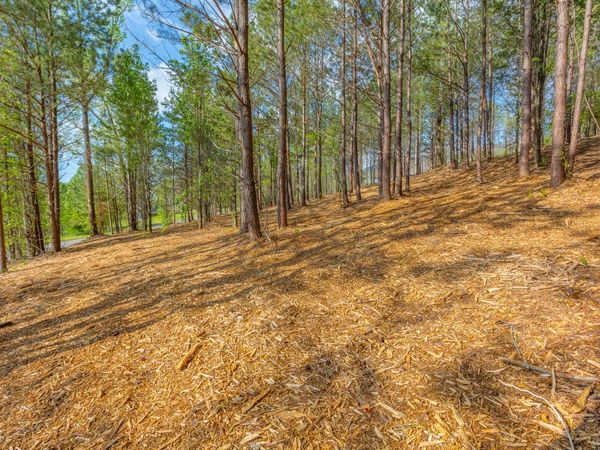 19 Turkey, Flintstone, GA 30725