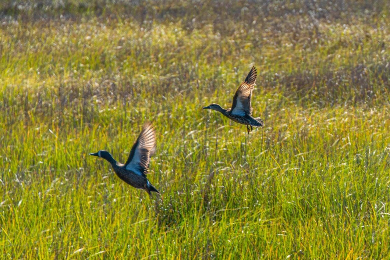 1784 Omni Blvd Photo 59