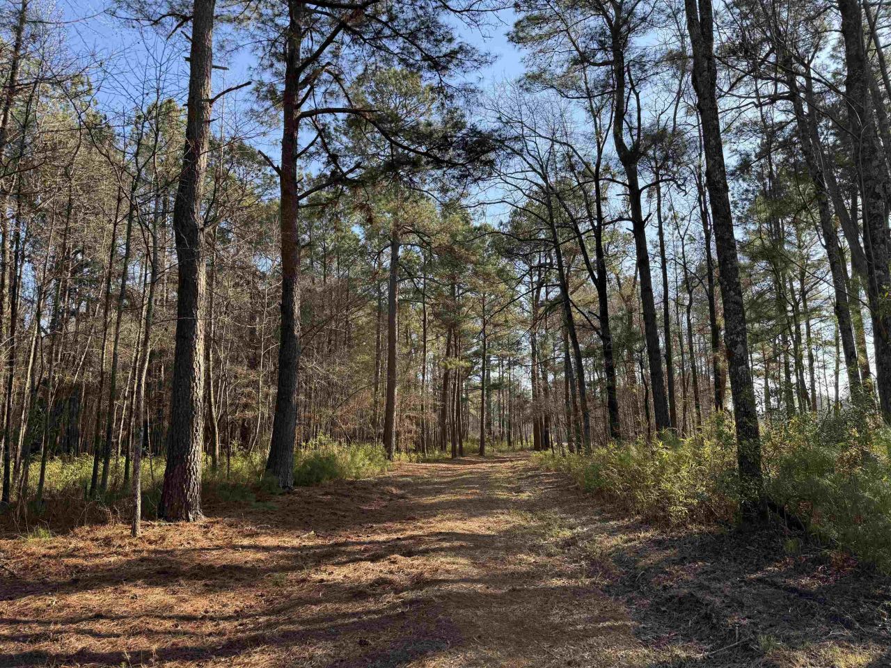 23.30 Acres-tbd Dainty Ave, Kingstree, SC 29556 Main Photo