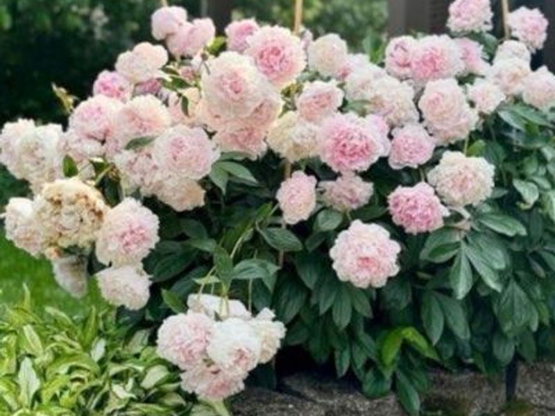 2750 Brantwood Court, Butler Township, OH 45414 Photo 55