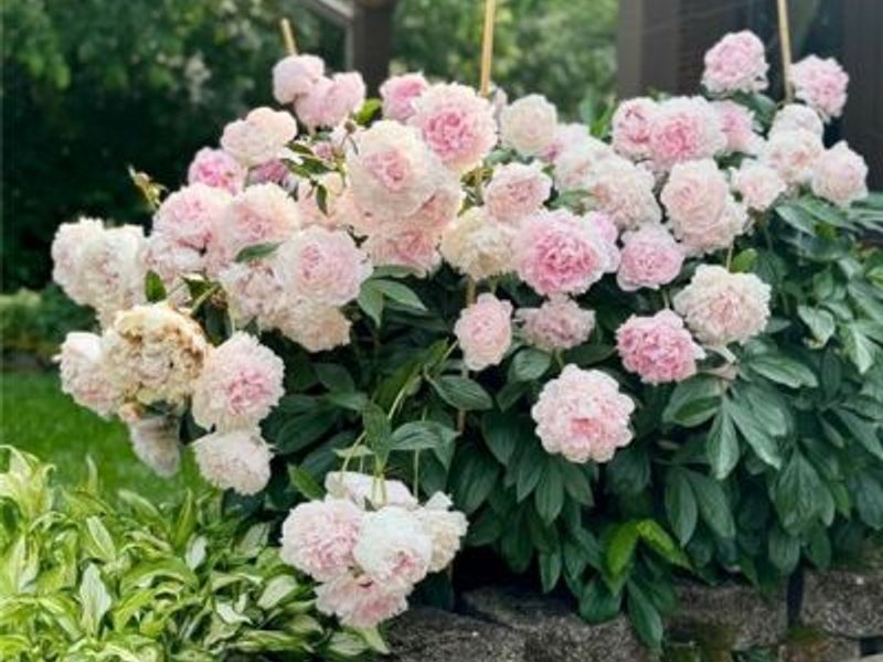 2750 Brantwood Court, Butler Township, OH 45414 Photo 68