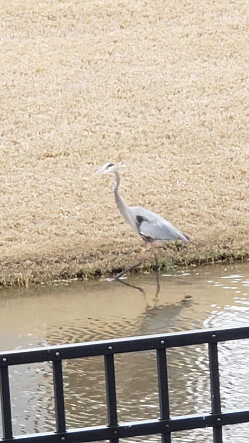 147 Cassina Dr. Photo 48