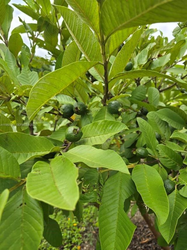 20520 SW 190th St , Miami, FL 33187 Photo