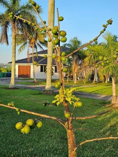 20520 SW 190th St , Miami, FL 33187 Photo