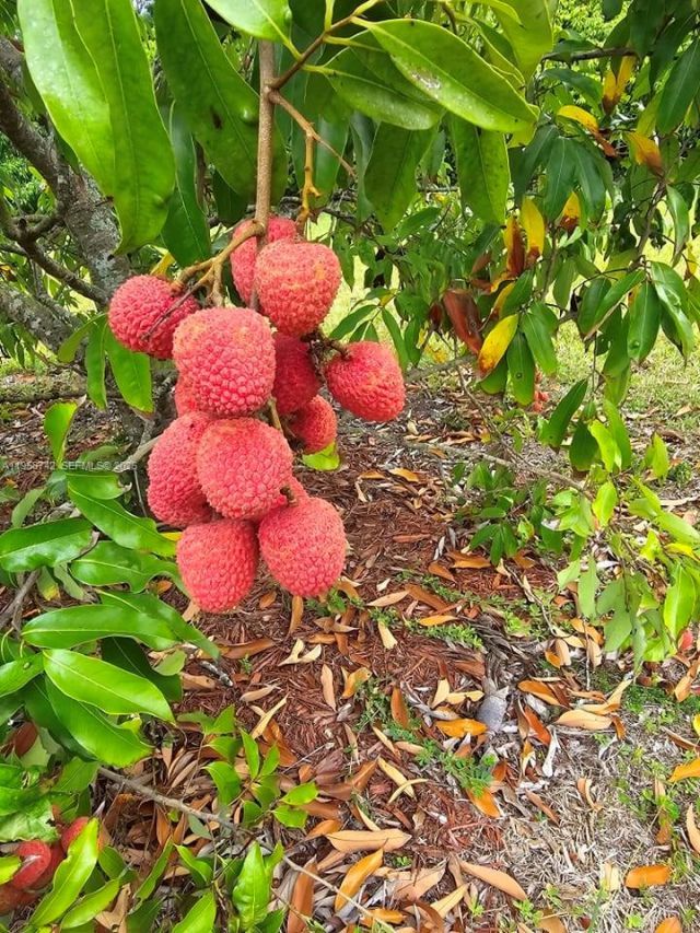 20520 SW 190th St , Miami, FL 33187 Photo