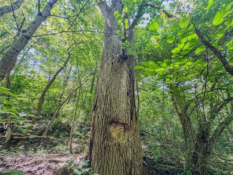 0 Mill St Road, Salesville, OH 43778 Photo 11