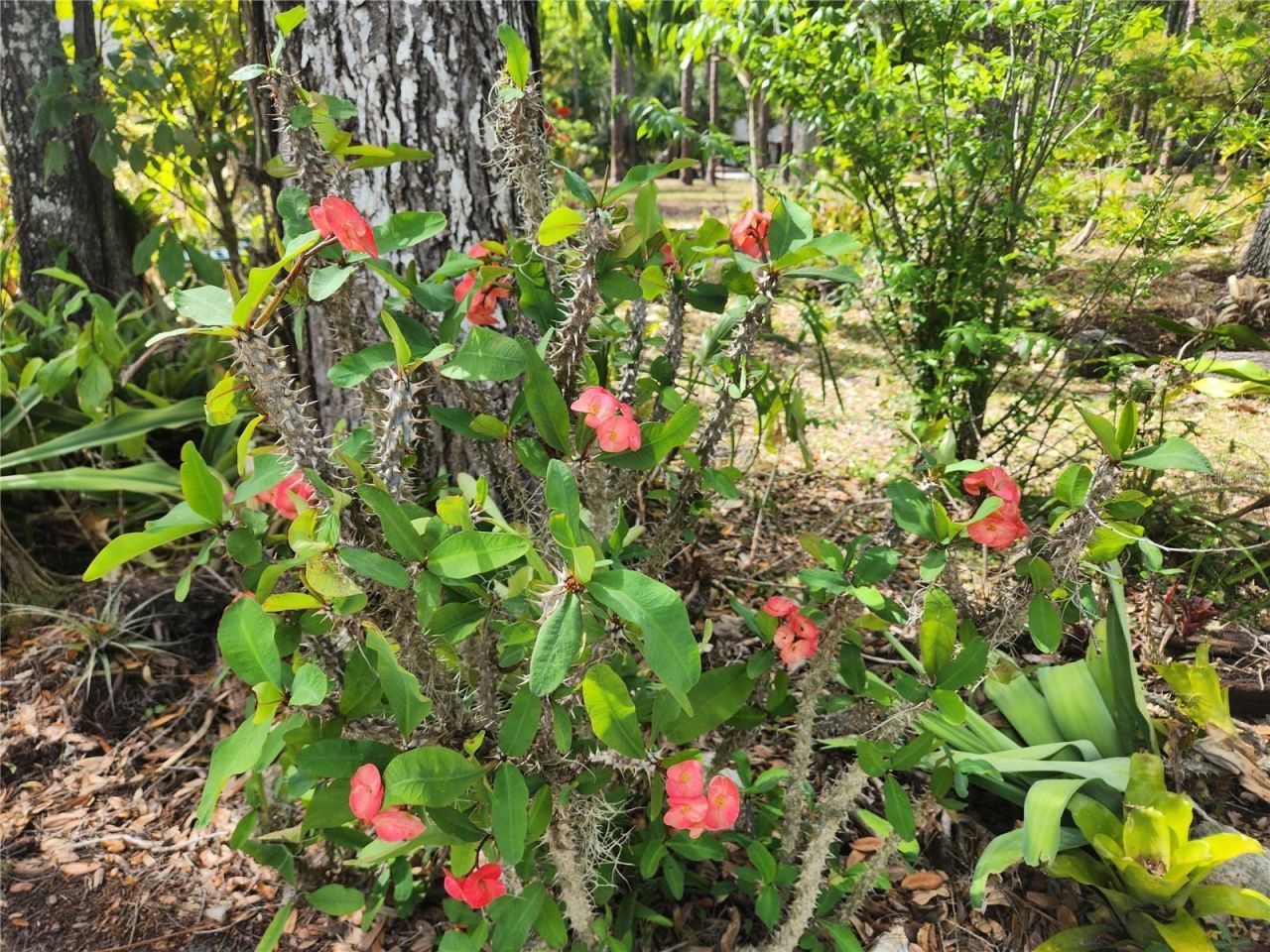 1035 Sirus Trail, Sarasota, FL 34232 Photo