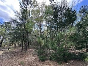 Tbd NE 12th Lane, Williston, FL 32696 Main Photo