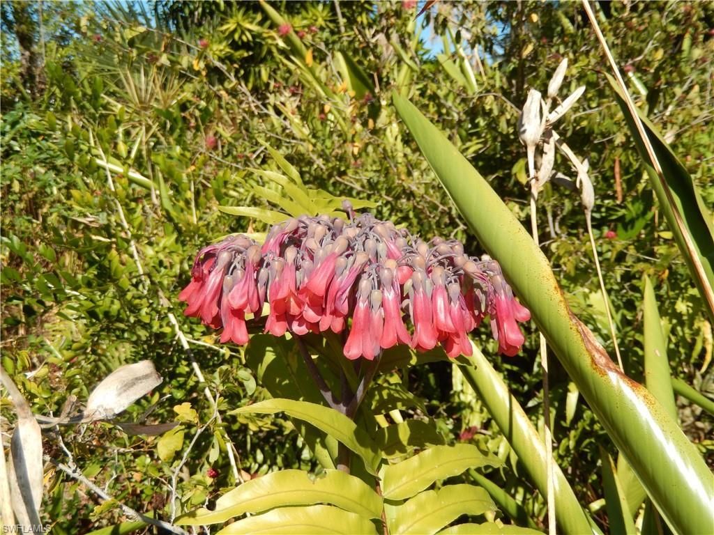 229 SE 46th Ln , Cape Coral, FL 33904 Photo