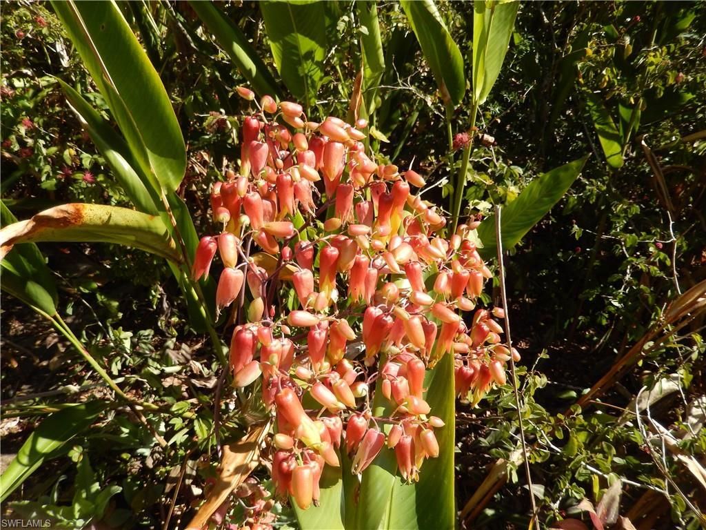 229 SE 46th Ln , Cape Coral, FL 33904 Photo