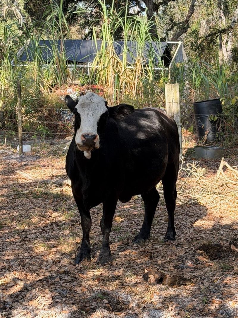 6966 E Turner Camp Road, Inverness, FL 34453 Photo