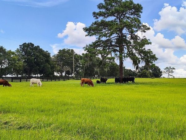 8385 S PLEASANT GROVE ROAD, INVERNESS, FL 34452
