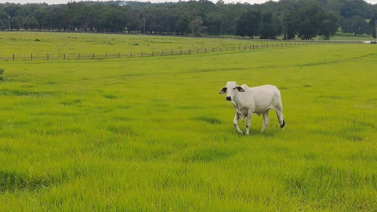 8385 S Pleasant Grove Road, Inverness, FL 34452 Photo