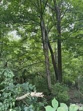 0 Bishop Lane, Mill Spring, NC 28756 Main Photo