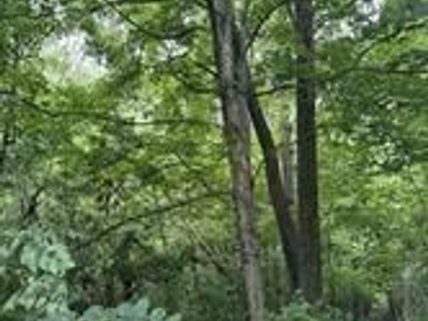 0 Bishop Lane, Mill Spring, NC 28756